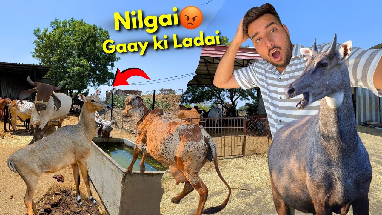 Farm par Gaayo ki Ladai⚔️🤬17 Nilgai ki Family😱