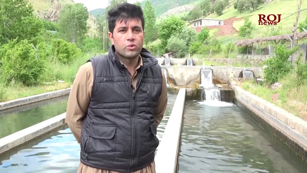 تایبەتمەندییەکانی بەخێوکردنی ماسی سەلەموون