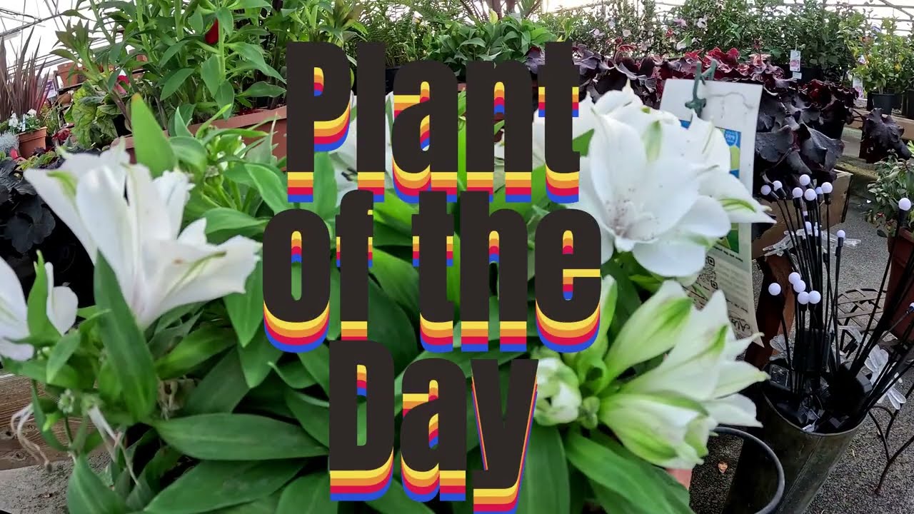 Plant of the Day. #plantoftheday #plants #ihavethisthingwithplants #flowers #gardenplants
