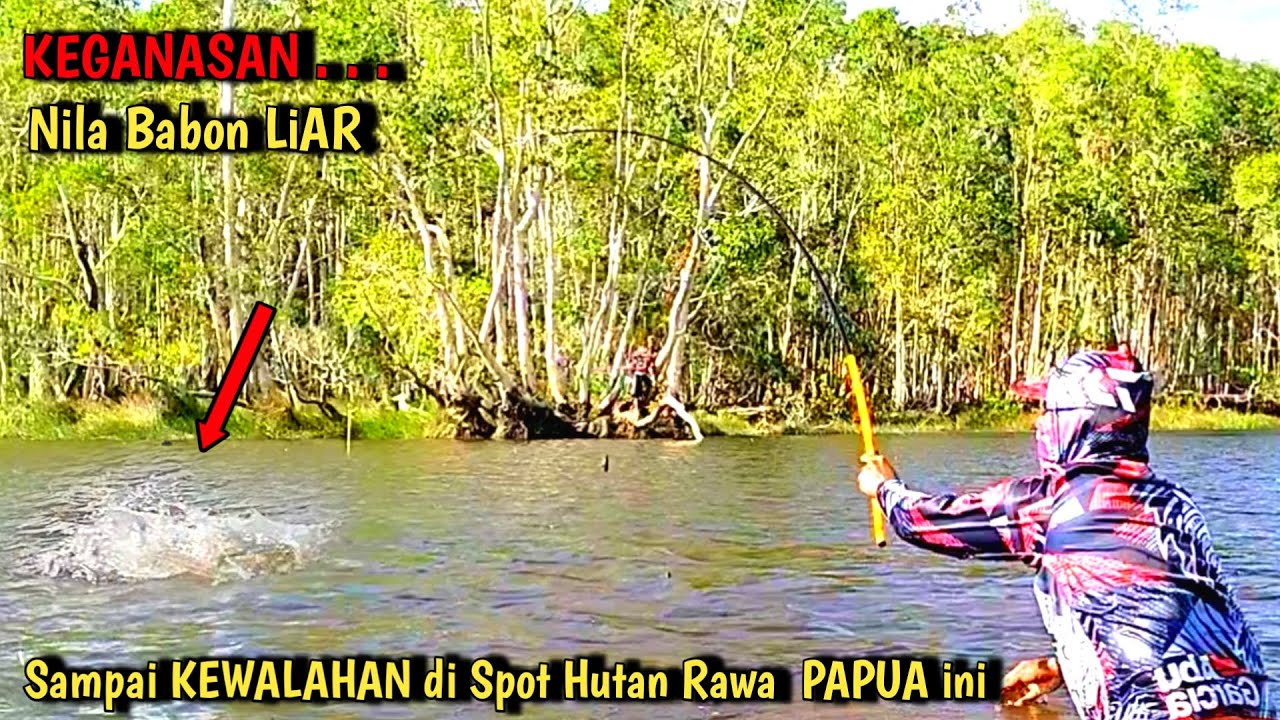 DUA PEMANCING INI KEWALAHAN Saat MANCING NILA BABON LIAR di HUTAN RAWA PAPUA II Mancing Liar #MLP-67