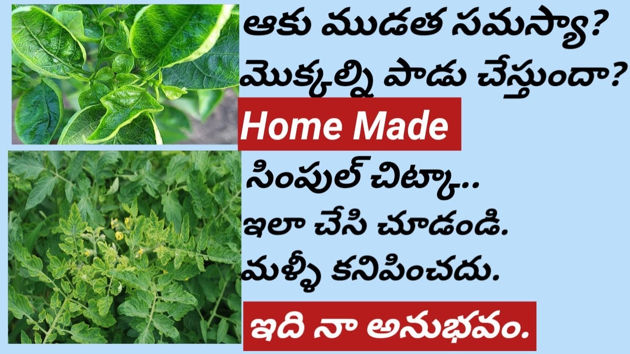 How to control Leaf Curl disease/Organic pesticide/ Step by Step /టమాటో.. మిర్చిలో ఆకు ముడత నివారణ.