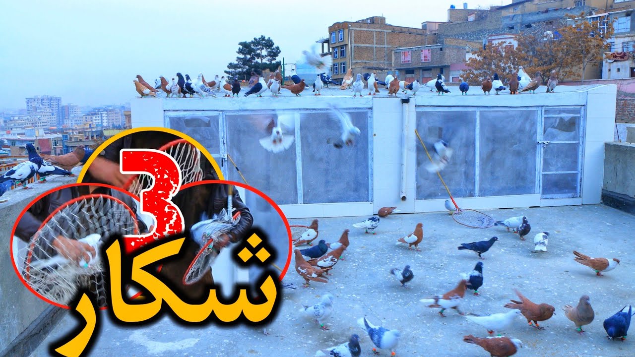 شکار های جالب -شوق در بادام باغ کابل با شیرشاه قصاب - Special skills of hunting pigeons | کفتر جنگی