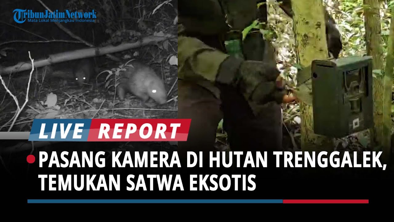 Pasang Kamera Amati Burung Paok Pancawarna di Hutan Kota Trenggalek, BKSDA Temukan Satwa Eksotis