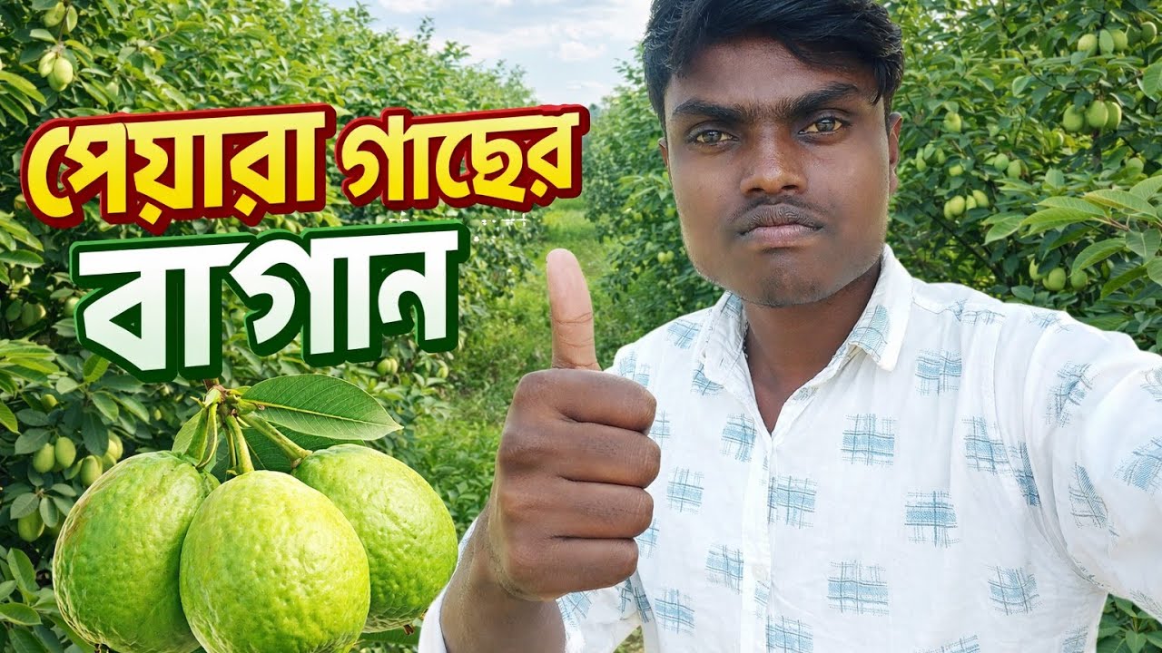 বিশাল পেয়ারা বাগান /অসাধারণ দৃশ্য @Subhavaivlog