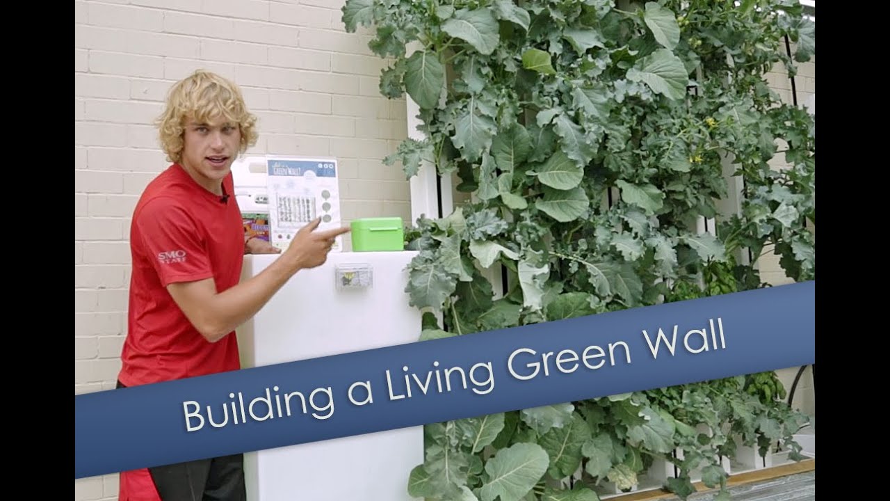 How Do Living Green Walls Work?
