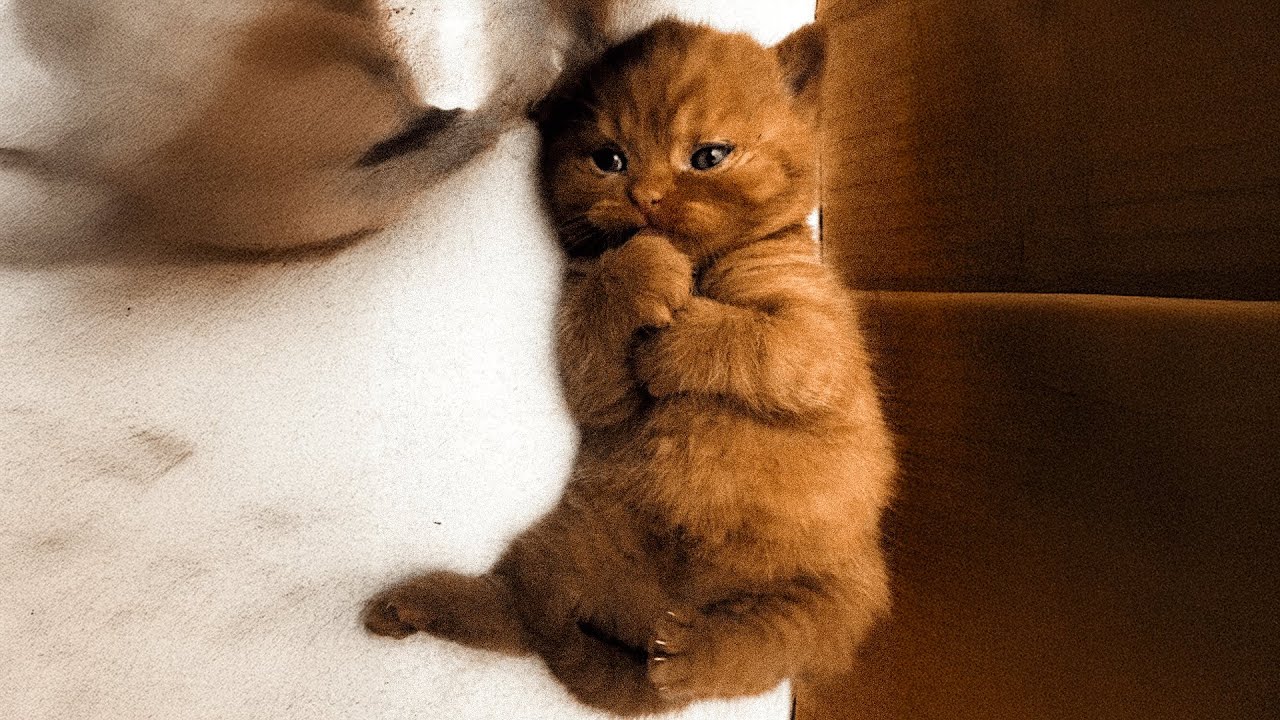 VI PRESENTO LA MIA NUOVA GATTINA MEI!!