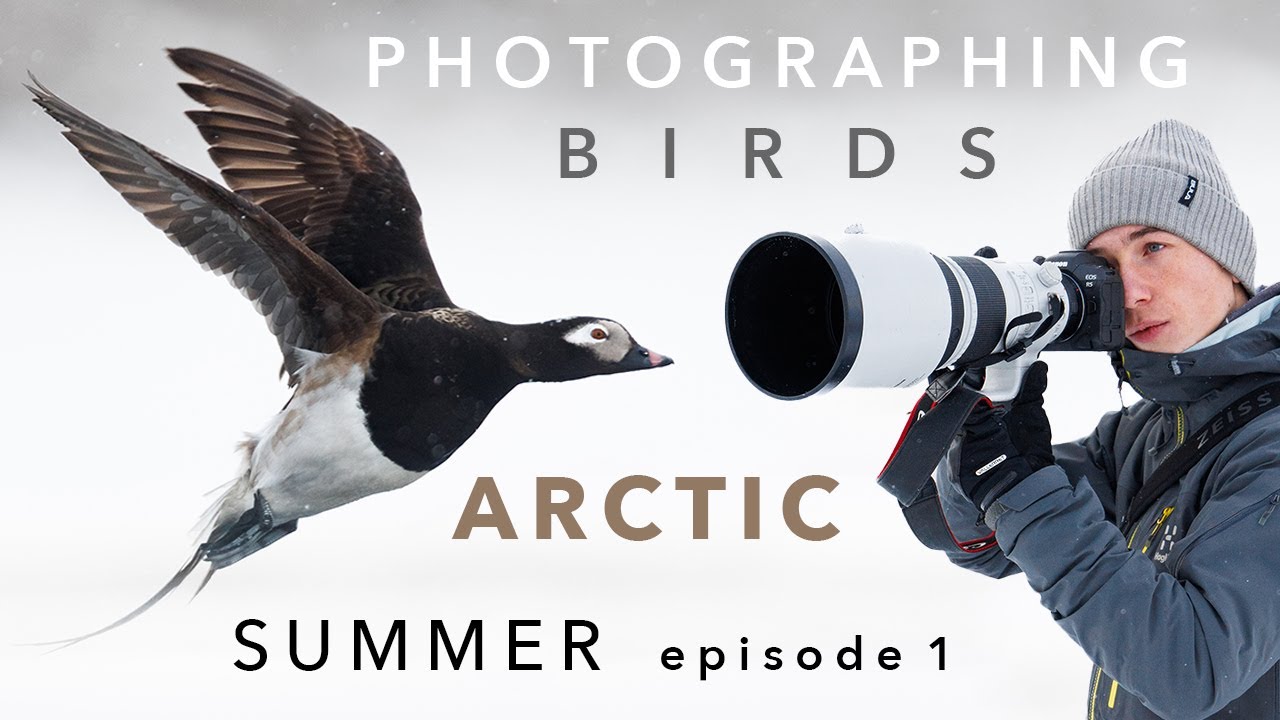 Arctic Bird Photography ⎸ Snow in the Summer!