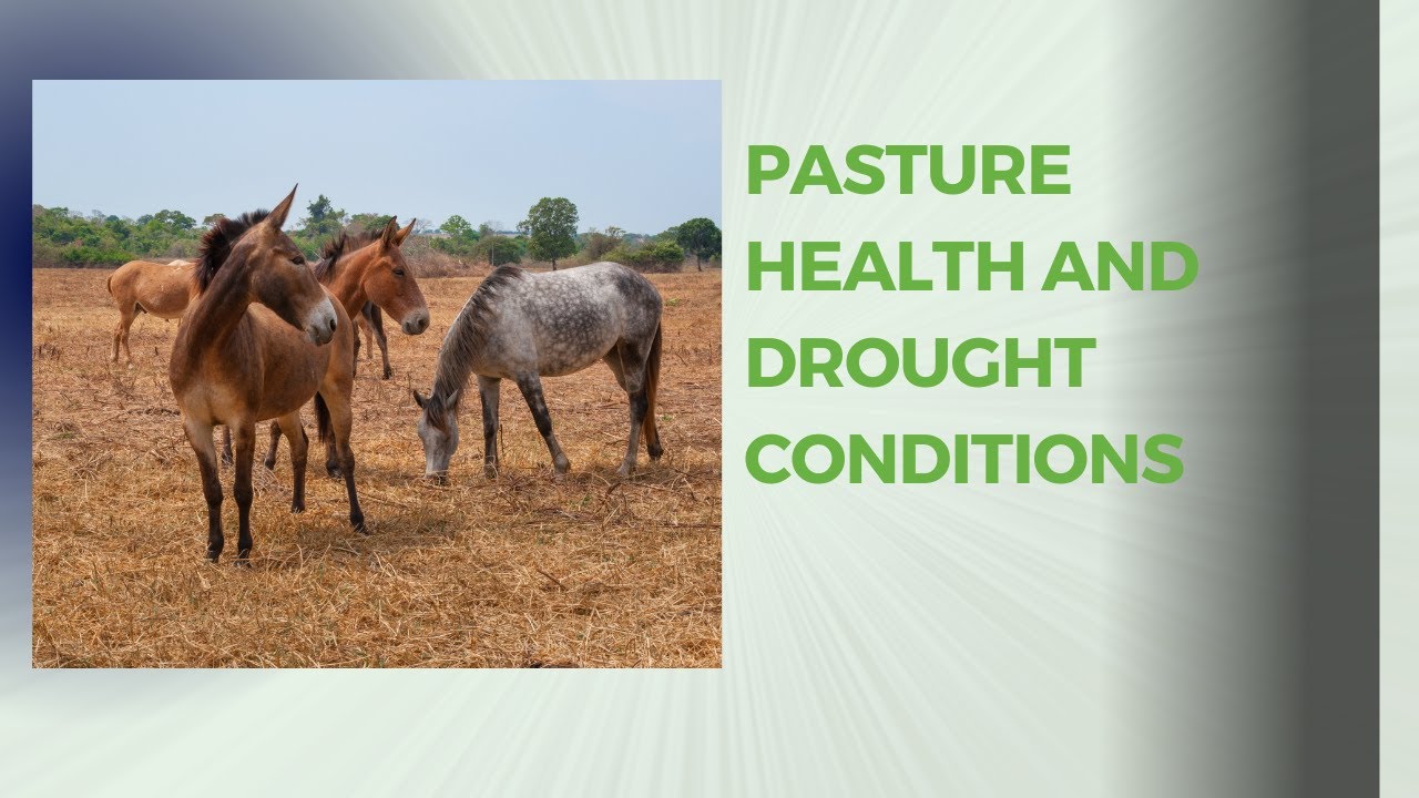 Your horse's pasture - what to do during a drought
