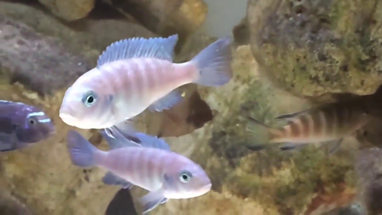 360 L Malawi Tank Slow Motion Wake Up 17/05/2016 Raphael Mbunas