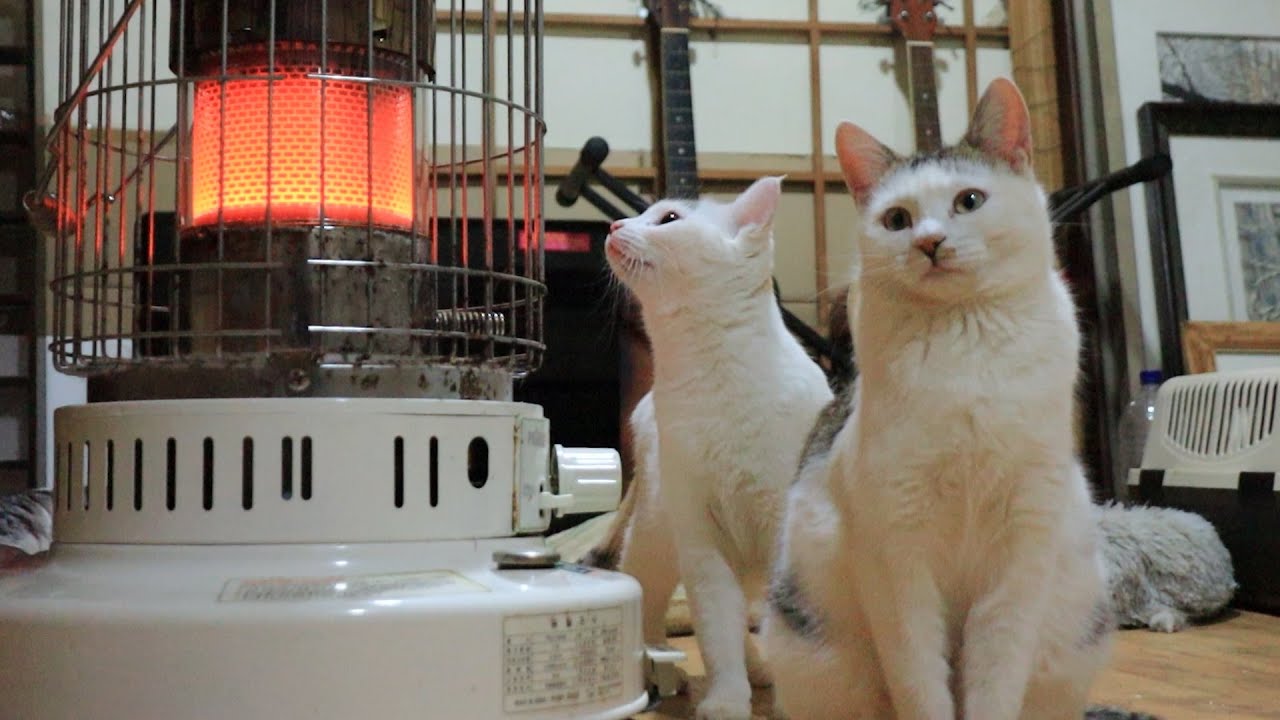 A Cat That Almost Burned Its Beard On The Stove