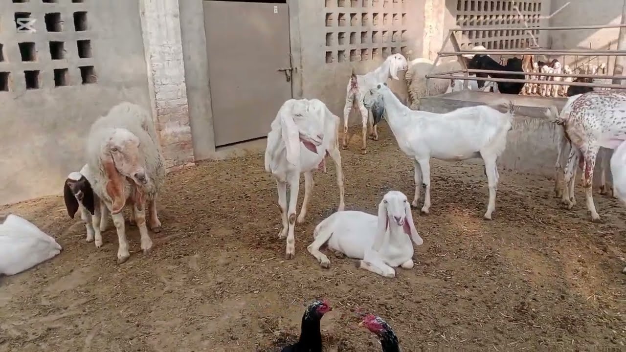 اپ سفید بکریوں کا فارم دیکھیں