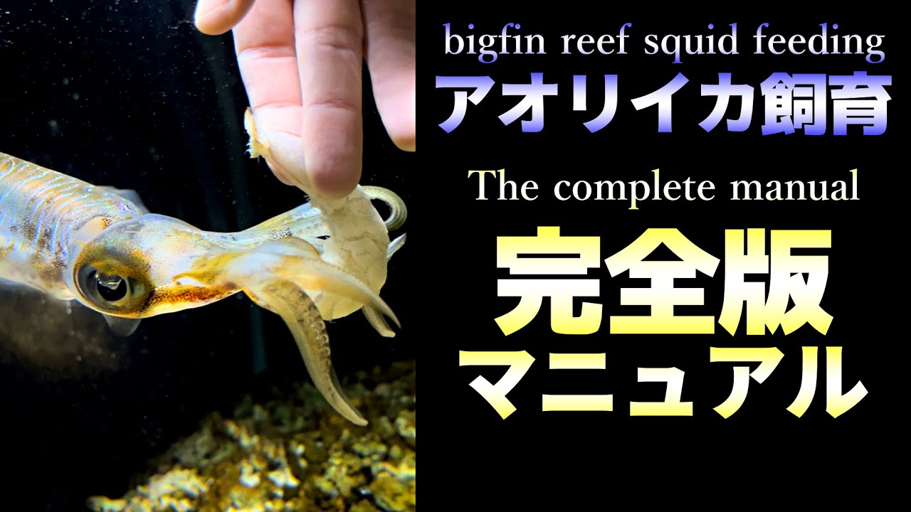 アオリイカ飼育マニュアル【永久保存版】