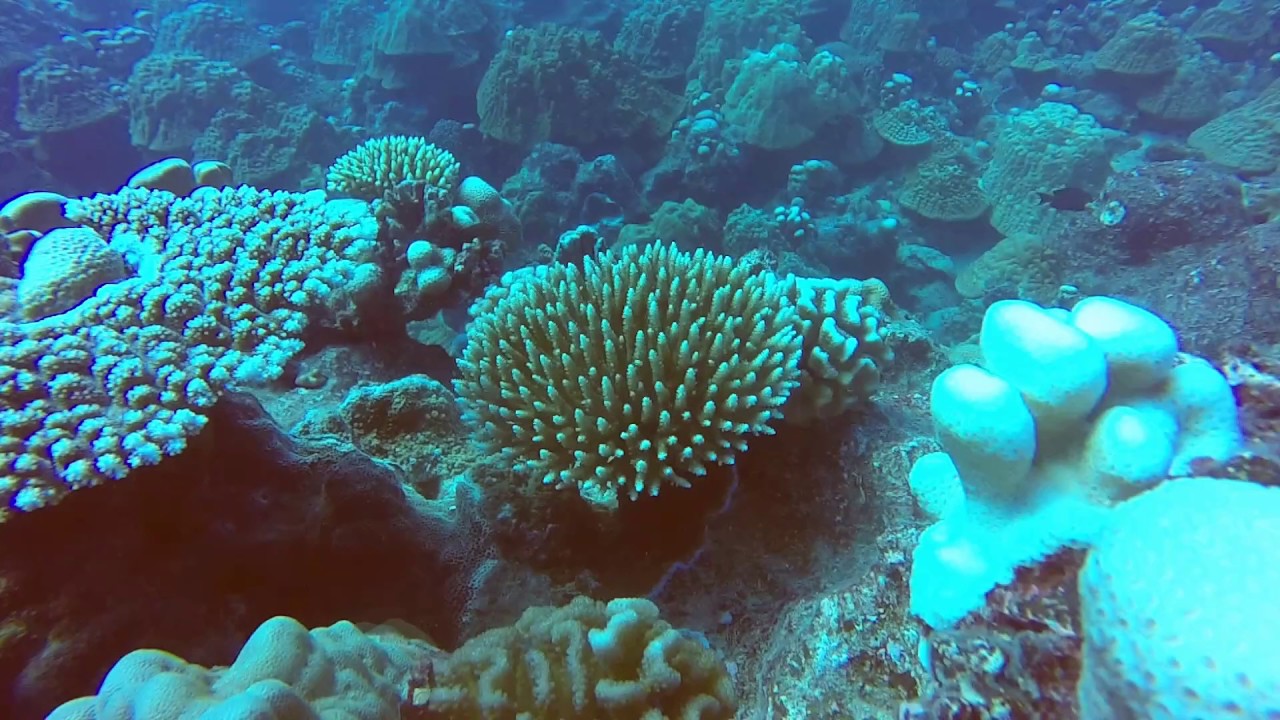 Scuba diving at Rarotonga - Cook Islands