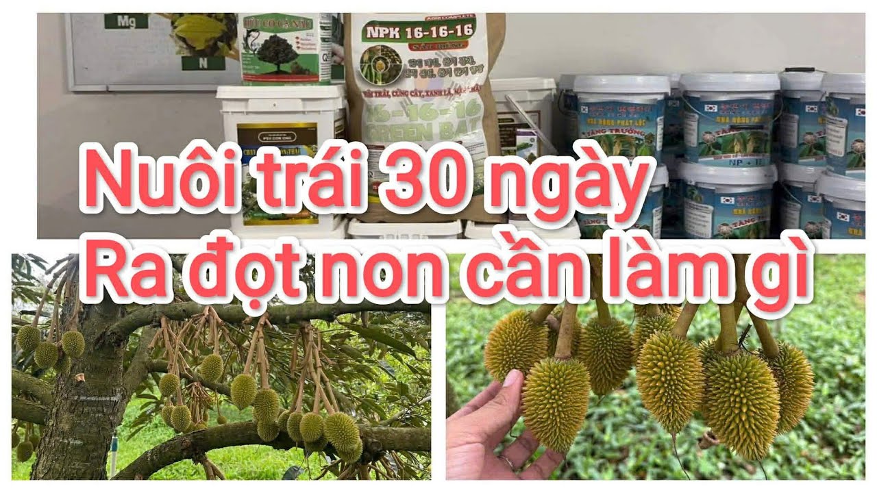 Nuôi trái 30 ngày ra đọt non khi nào lấy lá me khi nào lấy lá lớn? 