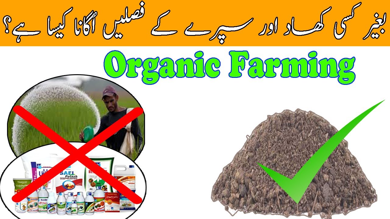 Organic Farming/Agriculture in Pakistan | اورگینک فارمنگ کیا ہوتی ہے؟