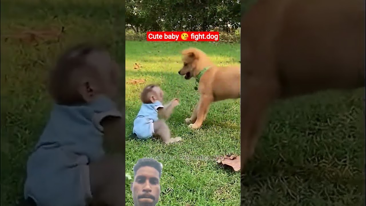 cute monkey baby 😘 and cute dog baby 😘 for fight. #funny #cute #wacky #dog