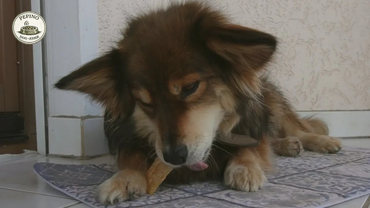 Dog Eating ASMR | Crunchy Beef Neck Tendon Sounds with Pepino (Calm Outdoor, No Talking)