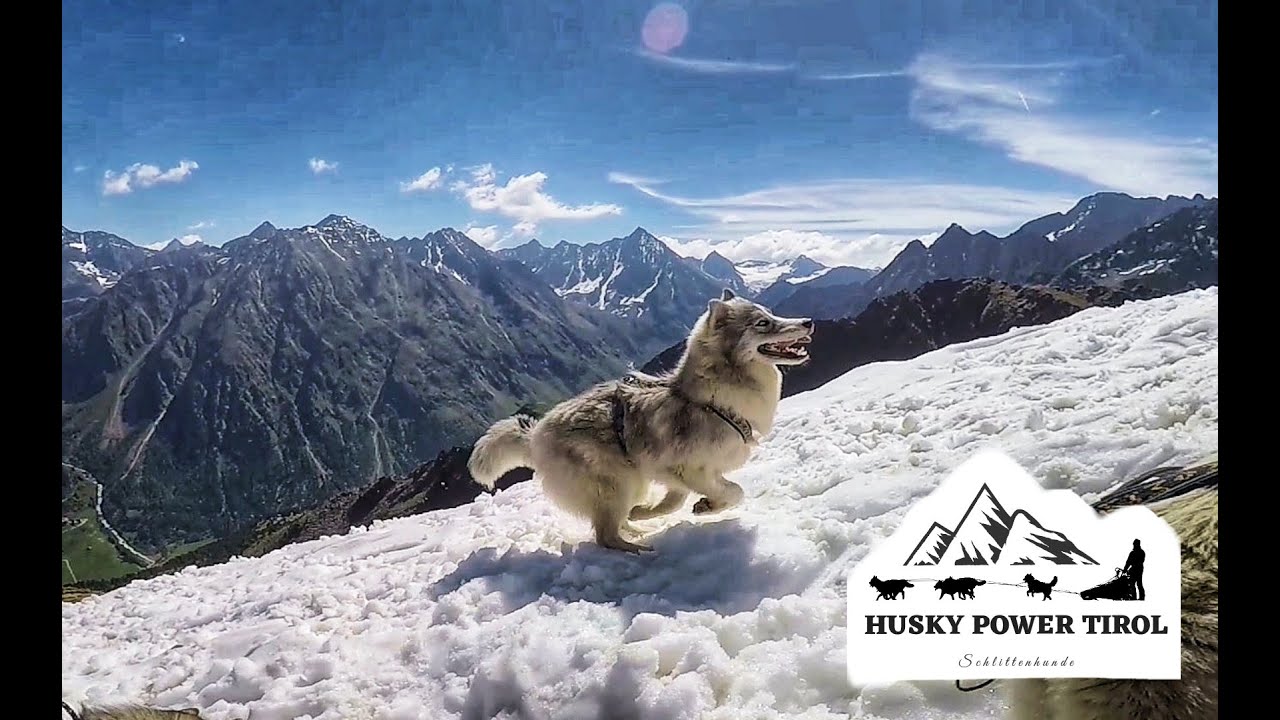 Husky Tour on the Mountain / Husky Power Tirol
