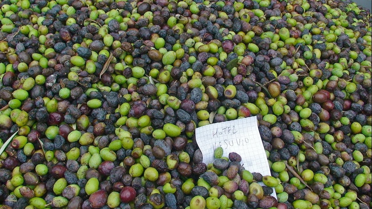 Italian olive farm