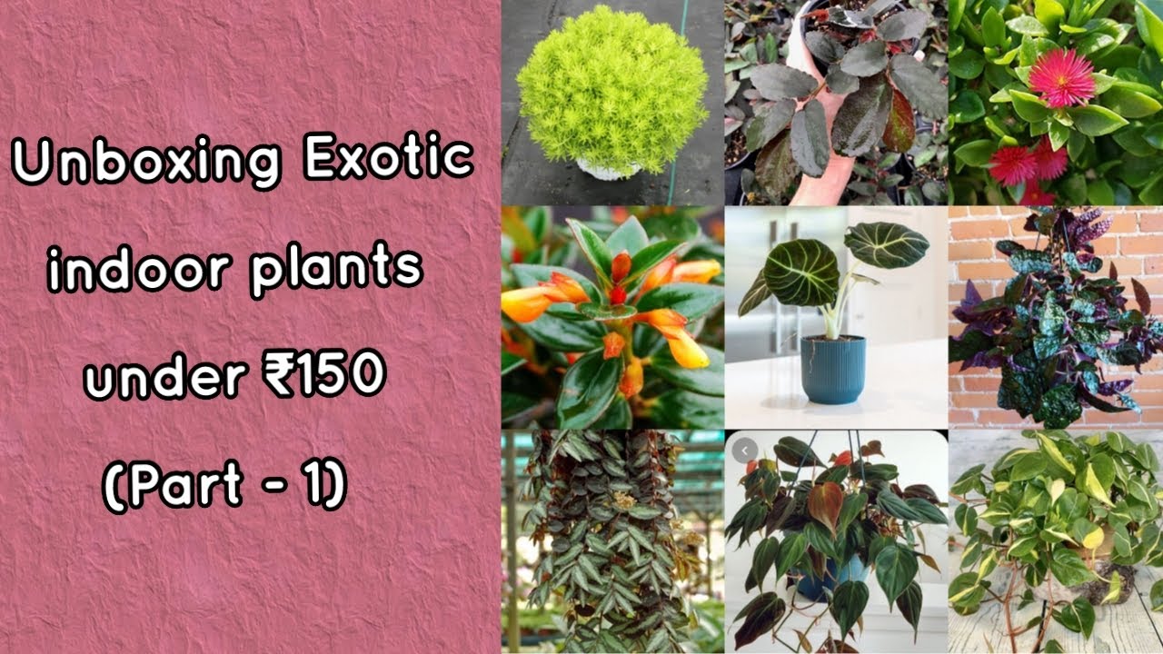 Unboxing Exotic indoor plants under ₹150| Online purchase with plant price in Tamil (PART- 1)