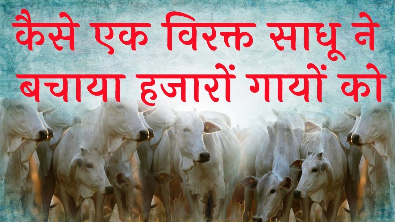 How Baba Maharaj Saves Thousands of #cow | Shri Mataji Gaushala | #barsana