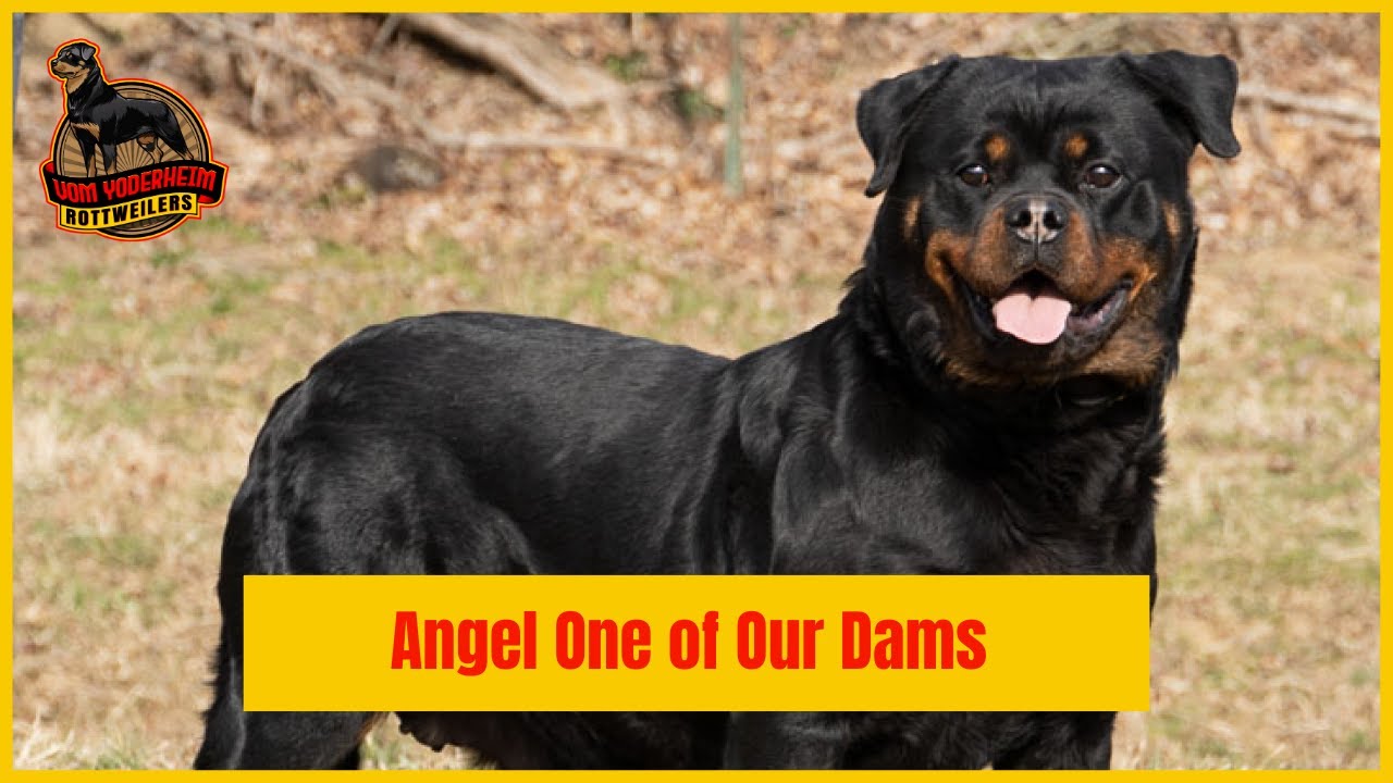 Angel our German Imported Rottweiler Mom