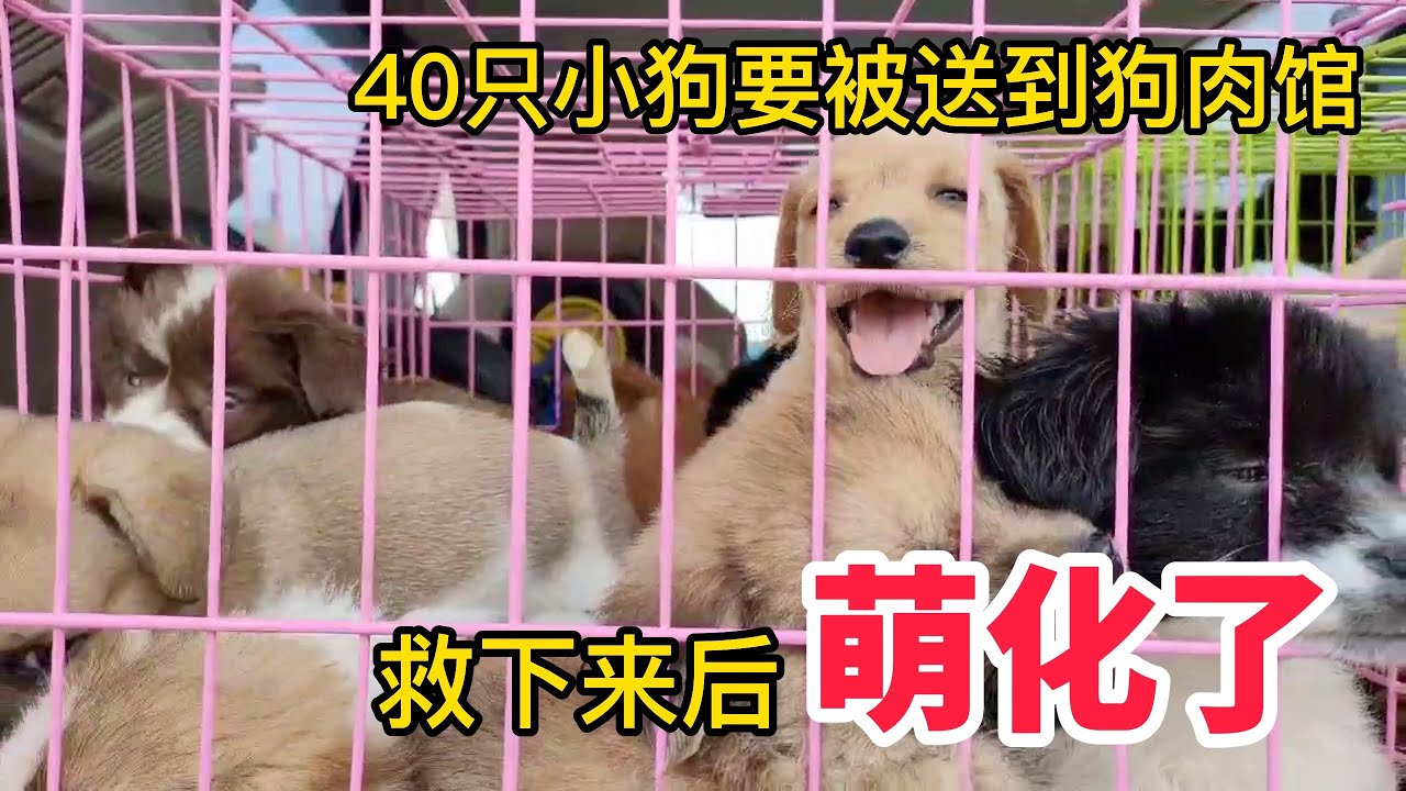 宠物店倒闭，40只小奶狗要被送到狗肉馆，毛孩救下那一刻。萌化了！