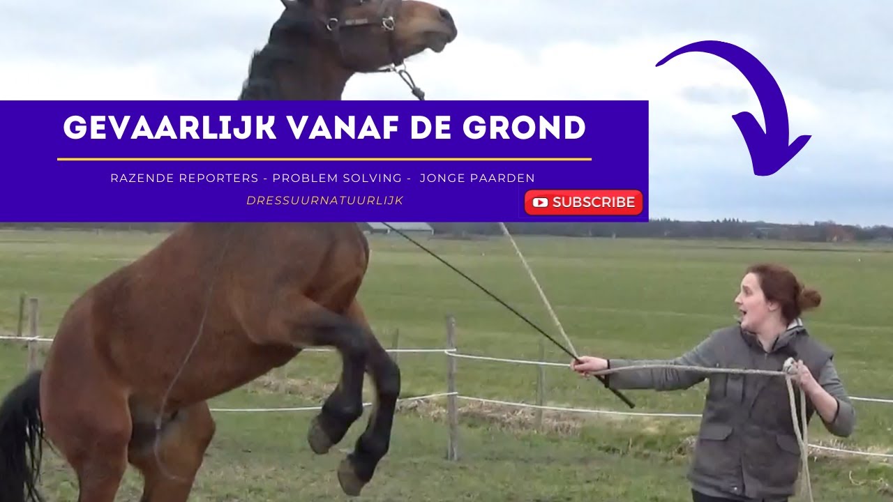 Razende reporters | problem solving | jonge paarden | afl. #2