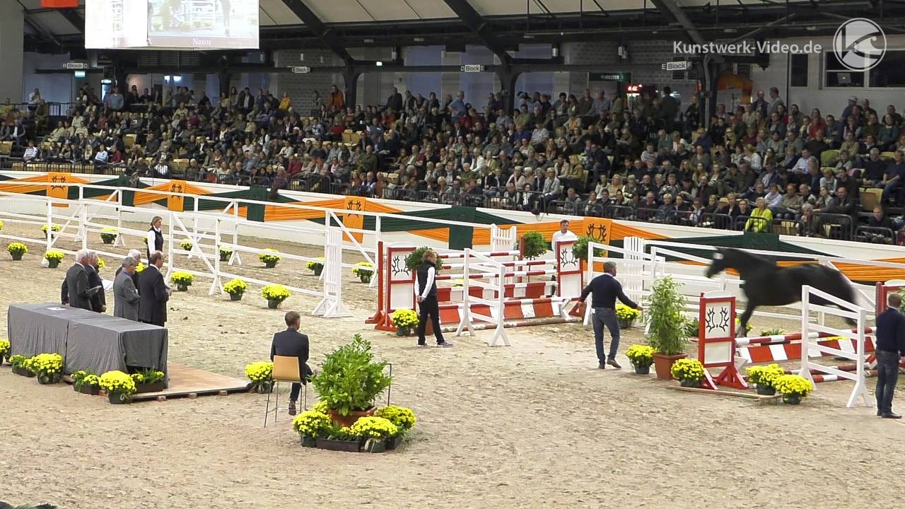 Impressionen vom Trakehner Freispringen 2016