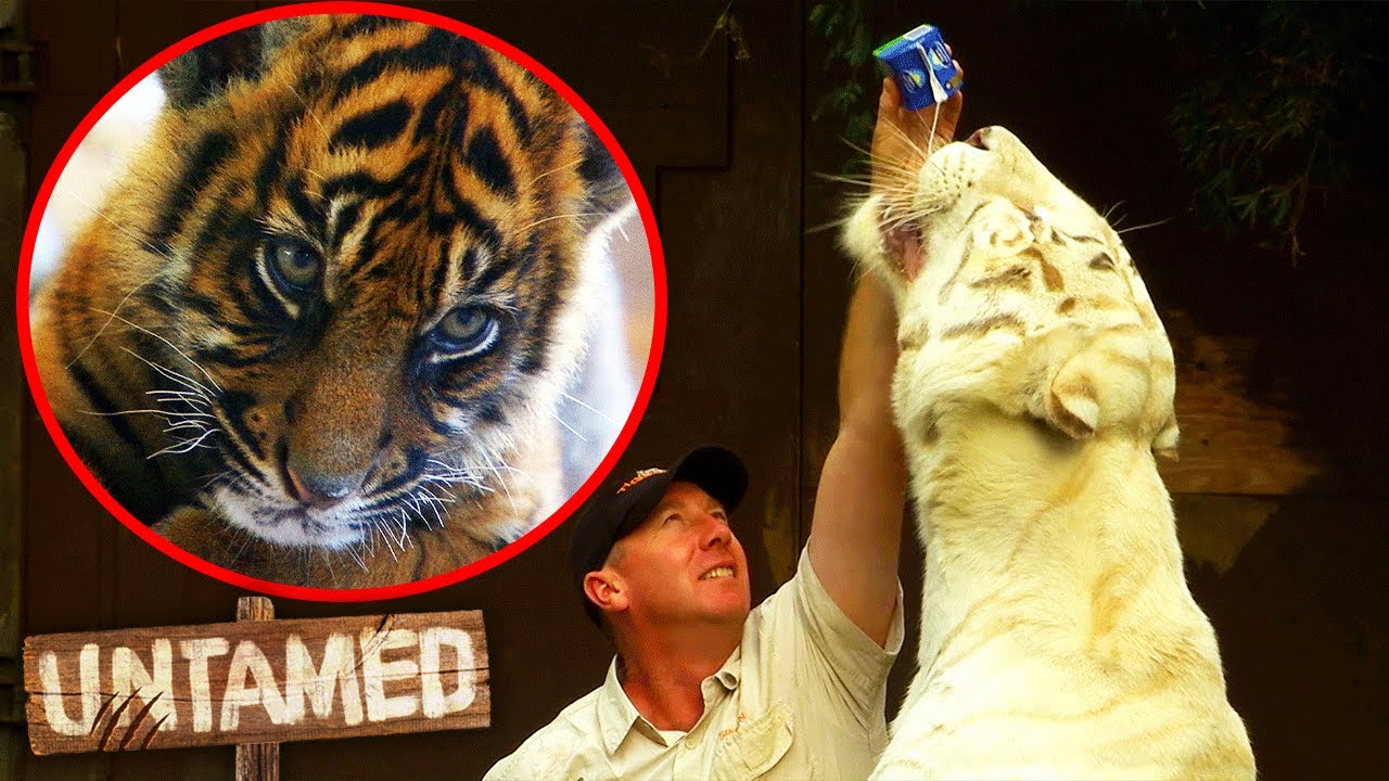 Training The Most Beautiful Tigers! 🐯 Tiger Day | Untamed