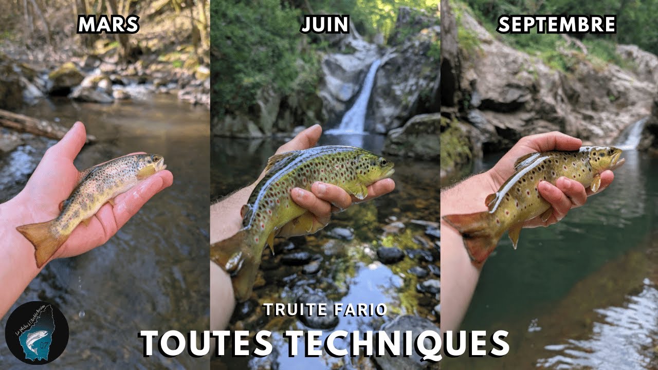 Je ne m’attendais pas à ça cette saison ! (Truite Fario 2025 - Ardèche)
