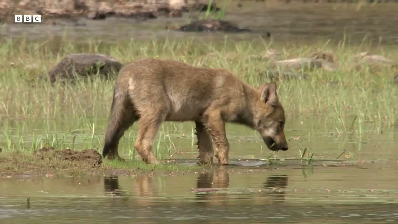 BAb y animals of Yellowstone National Park_BBC Earth BBC studios (1080p) 