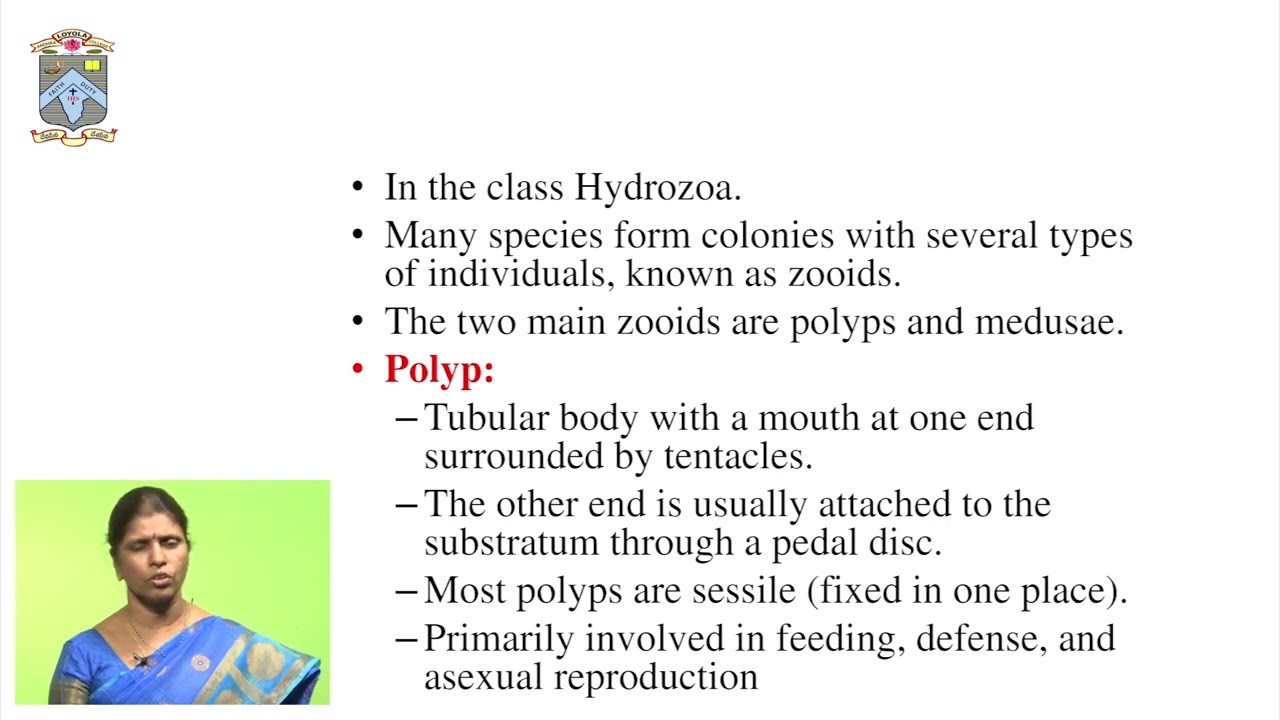 Polymorphism in Coelenterates by Ms T Sandhyasri - Lecturer in Zoology ||ALC||