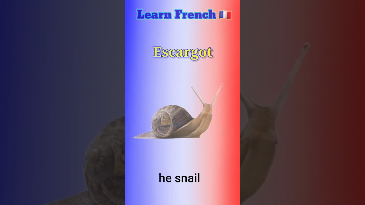 French vocabulary 🇨🇵 Insects 🦟 🪳 🕷 🦗 🐞 🪲 🐝 