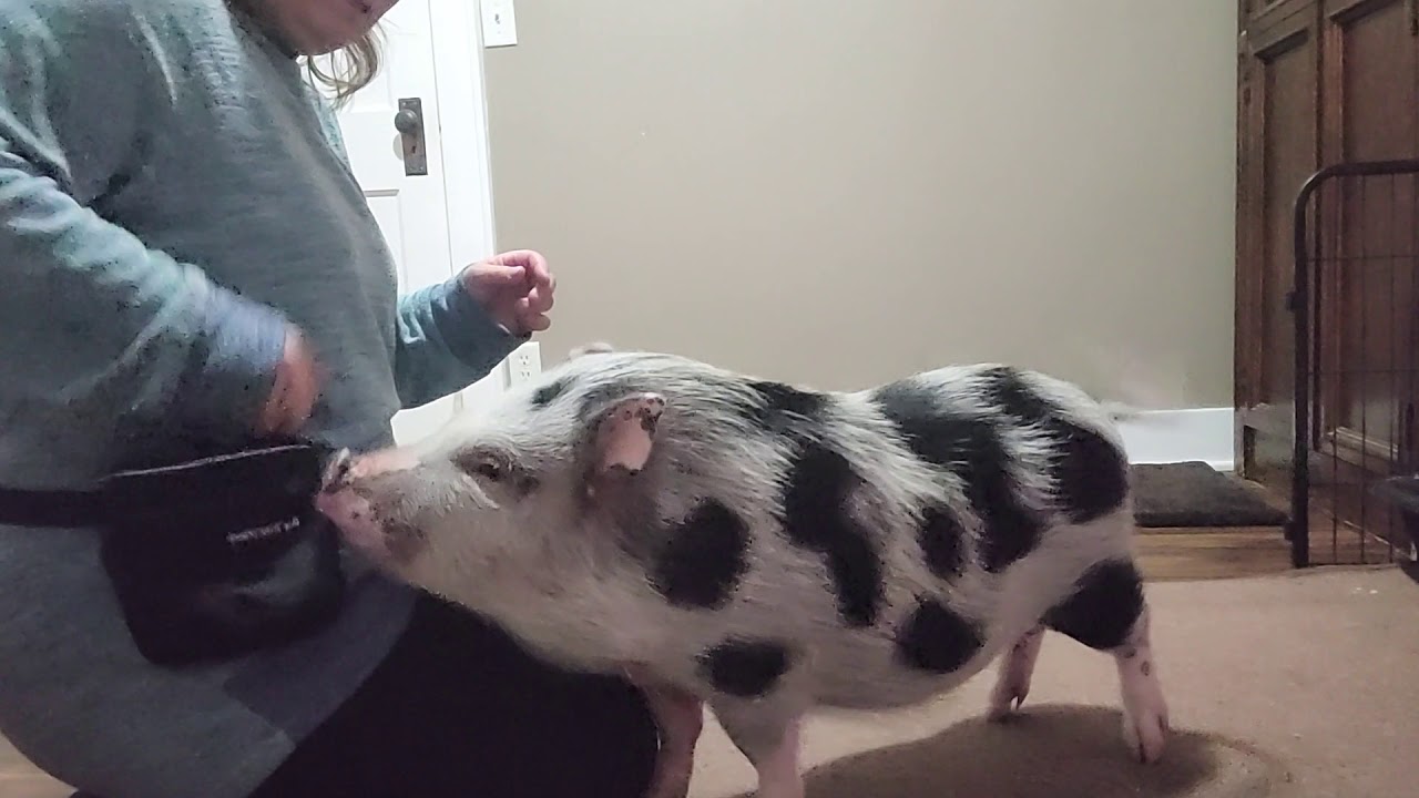 How to teach your mini pig to sit, shake, say hi and spin.