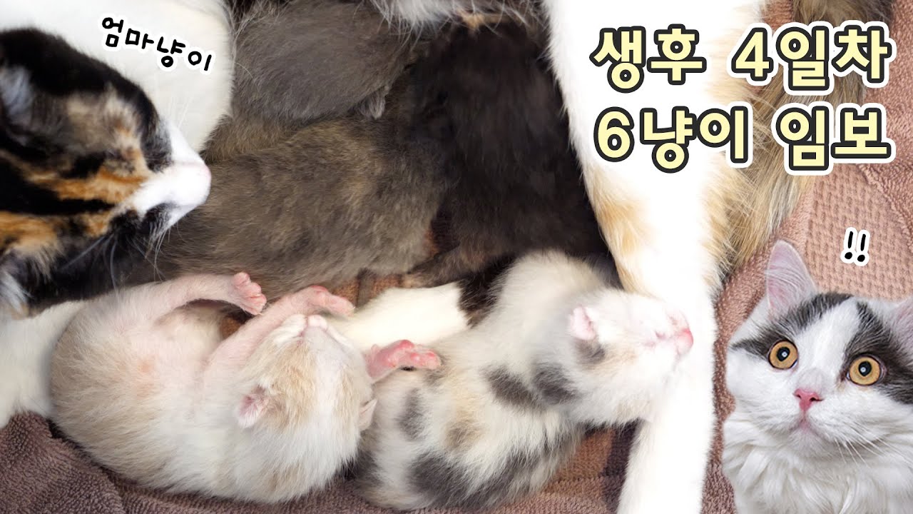 생후 4일된 6냥이와 엄마냥이를 임보하게 된 쵸꼬비네