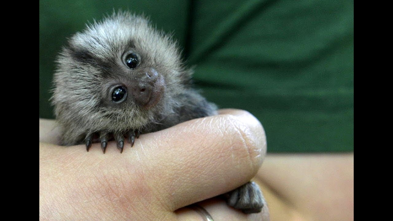 Cute Monkeys Part #44 - Relaxing moment with Funny Baby Finger Monkey (Pygmy Marmoset) 2018