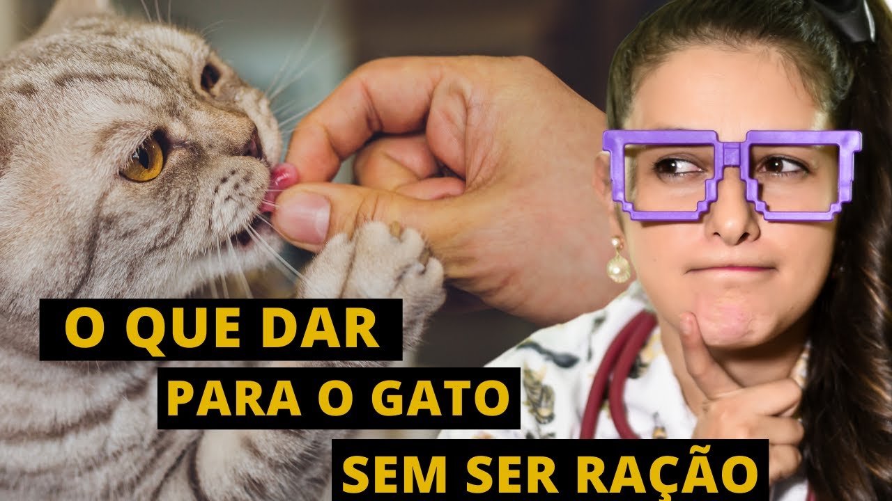 O que posso dar pro meu gato além de ração?