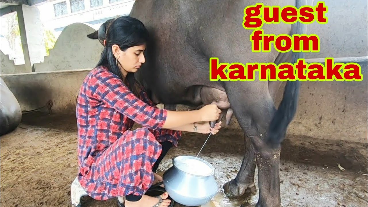buffalo milking ... ajj aye Karnataka se guest.. visit to natha ata . pola pana..