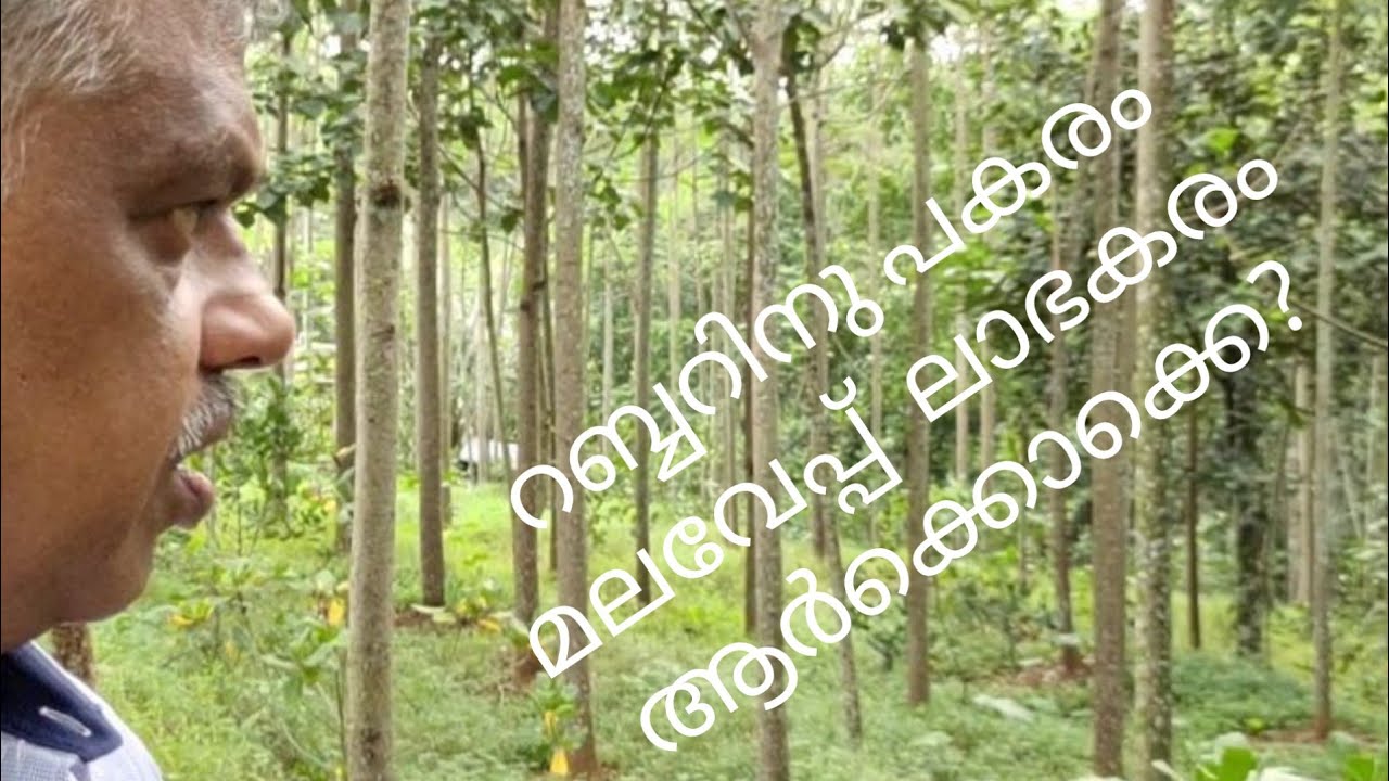 (22)മലവേപ്പ് (Melia Dubia) പലർക്കും ലാഭമുള്ള കൃഷി. പക്ഷേ പഠിച്ചു മനസിലാക്കി ചെയ്താൽ നന്ന്