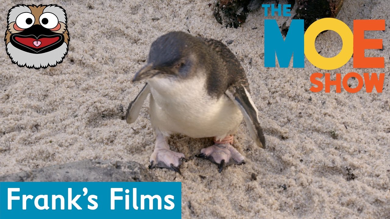 Frank's Friends - Little Blue Penguin | Kids Learn About Penguins | Fun & Educational #Penguins