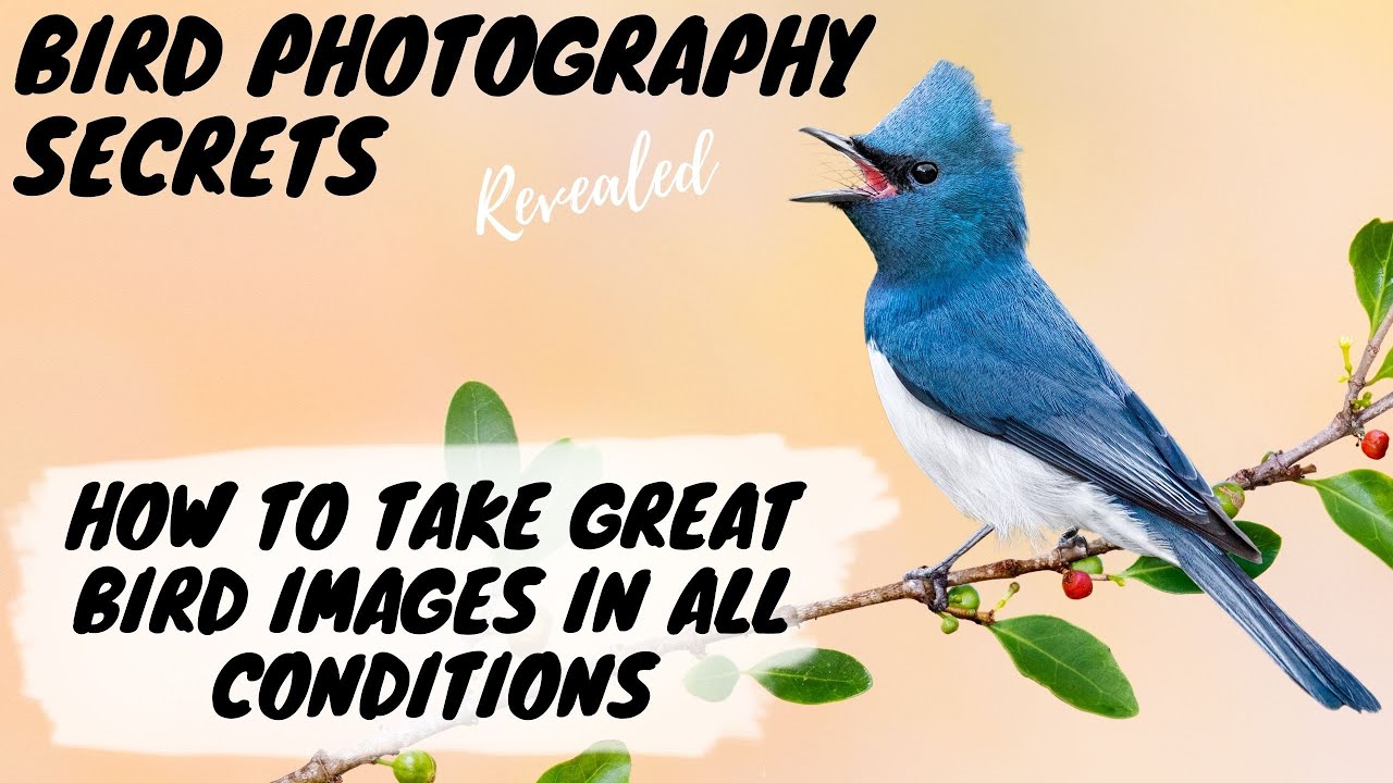 How to take GREAT BIRD IMAGES in ALL Conditions - Bird Photography Secrets Revealed - Jan Wegener