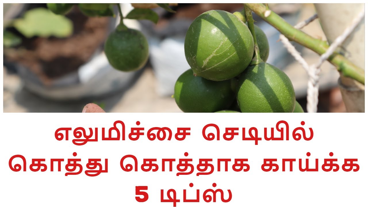 எலுமிச்சை செடியில் கொத்து கொத்தாக பழங்கள் வர 5 டிப்ஸ் | Lemon Growing Tips in Tamil