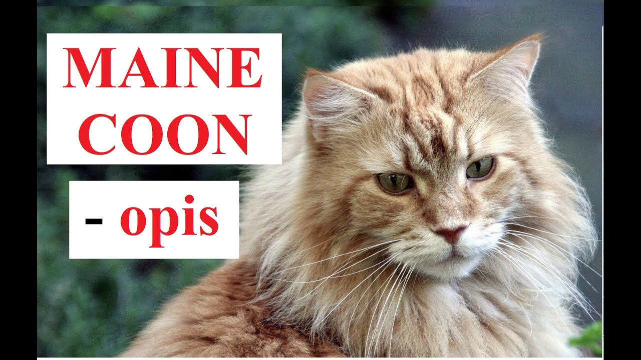MAINE COON - OPIS RASY, charakter, zdrowie, historia, wady i zalety