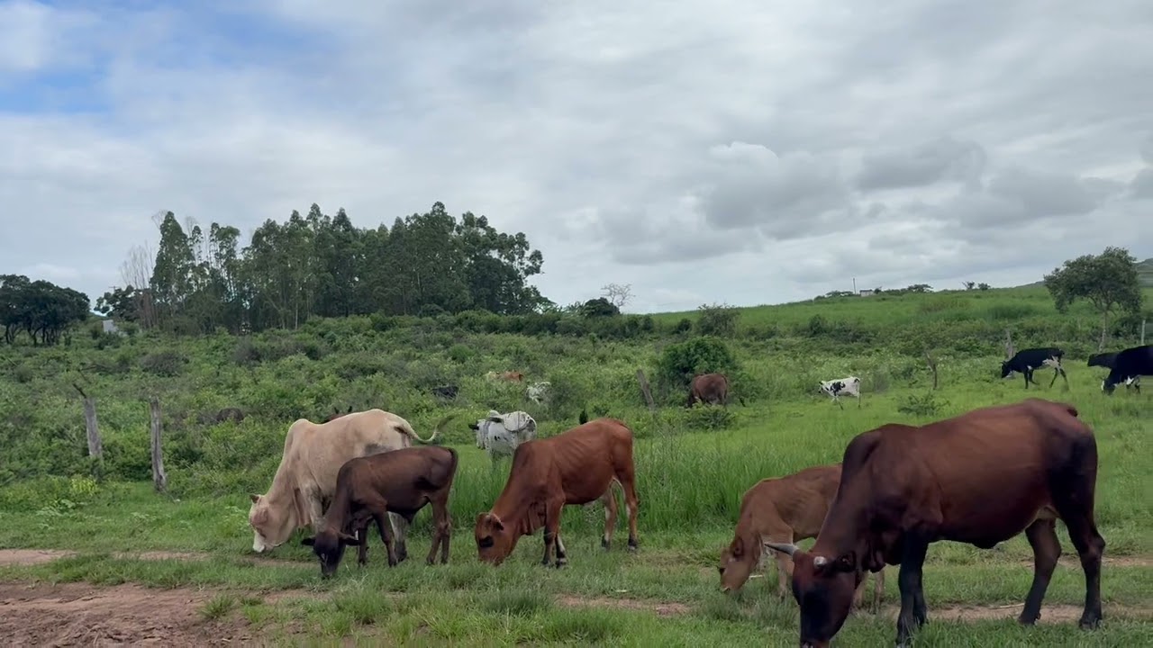 🐄 Cattle Returning From Communal Grazing… But One Cow Is Missing 😳 | Livestock Farming
