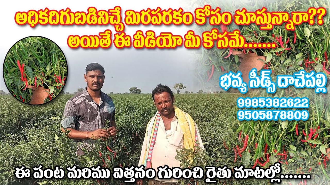 రైతు మెచ్చే అధిక దిగుబడిని ఇచ్చే తేజ మిరప రకం సర్పన్ సీడ్స్ వారి 4444 | sarpan seeds 