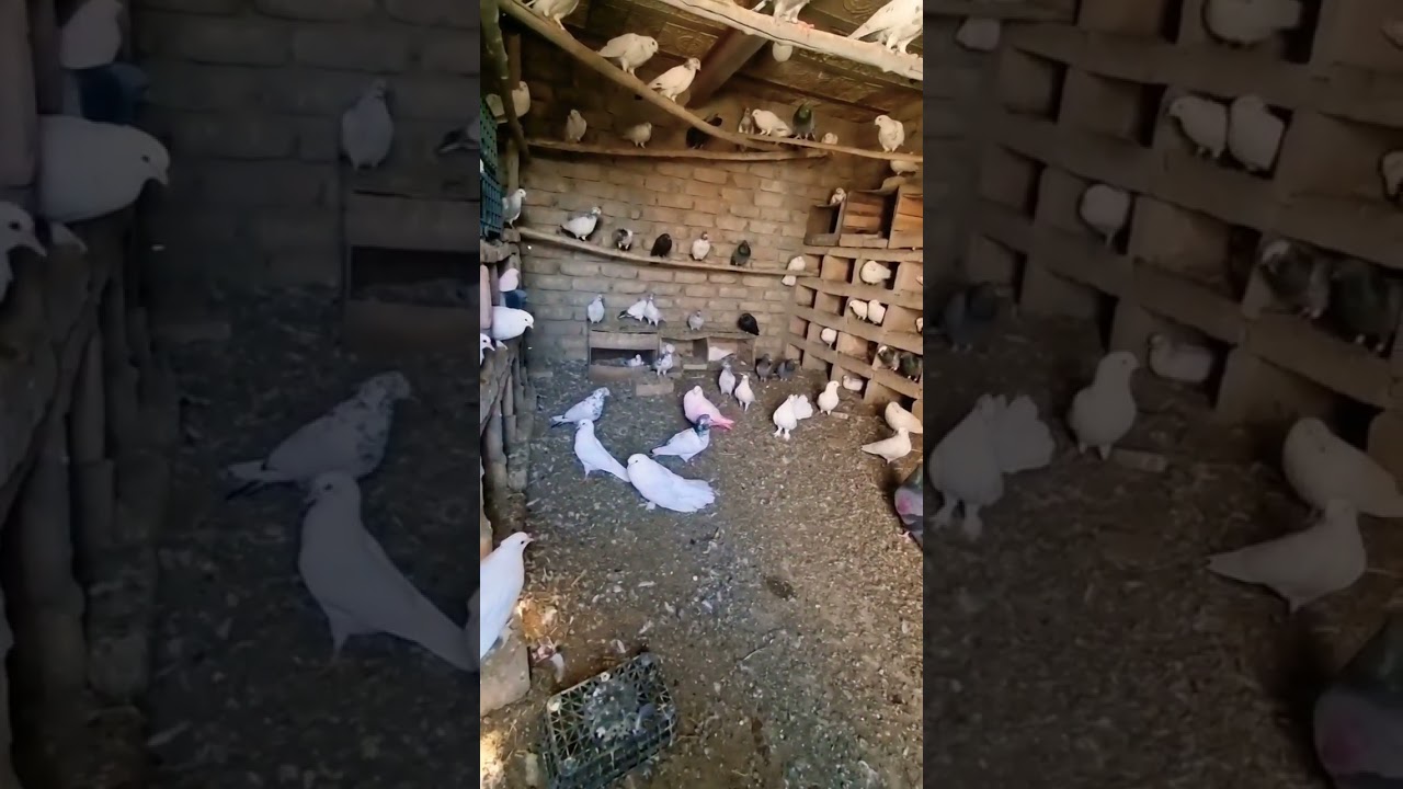 kabootar breeding pigeons breeding 💯😱 short #shorts