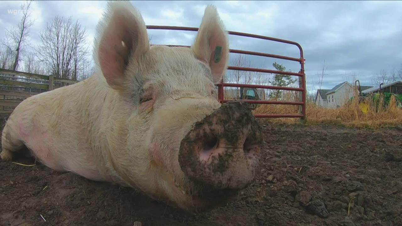 2 the Outdoors: The intelligence of pigs
