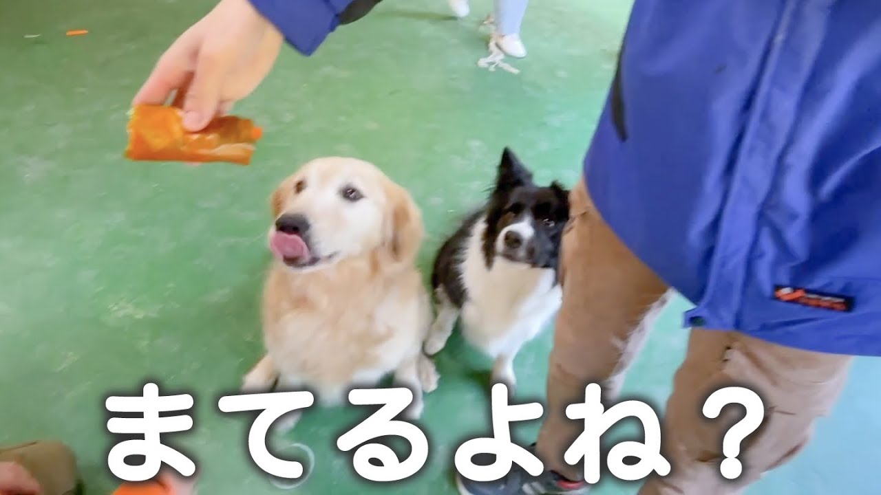 超食いしん坊な犬達に恵方巻をあげたら・・・