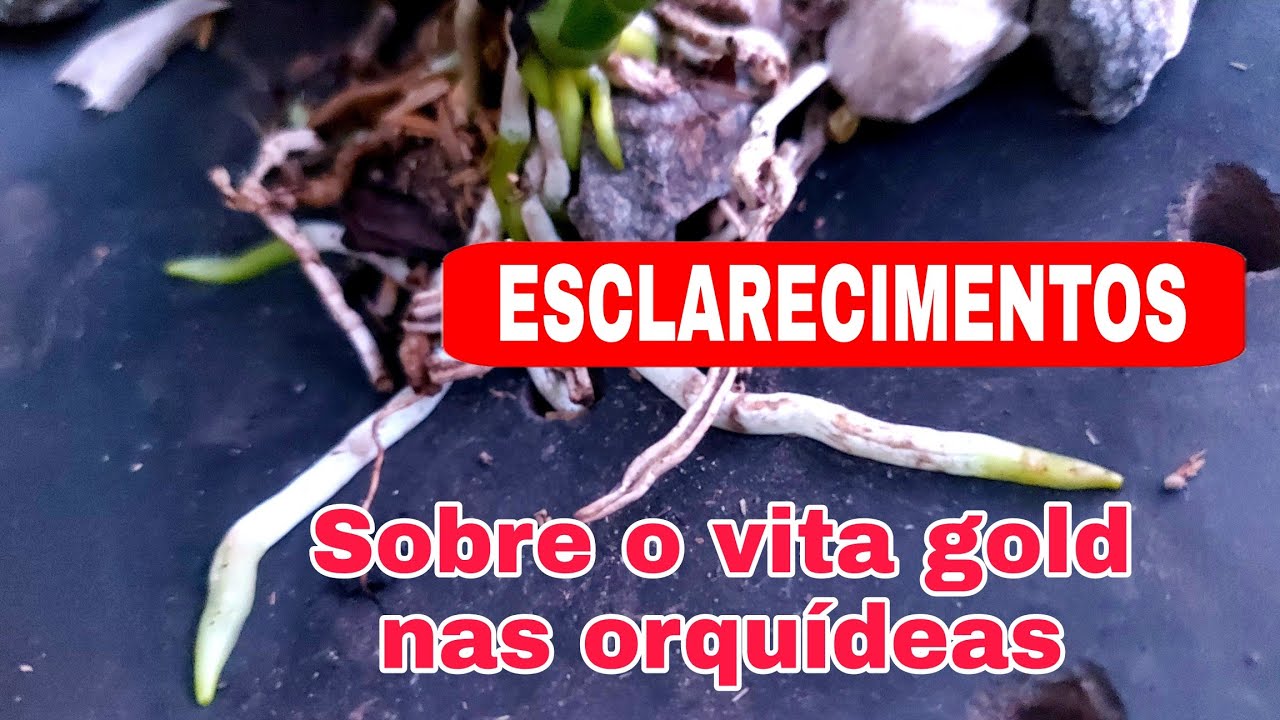 PAREI DE USAR O VITA GOLD NAS ORQU&Iacute;DEAS....? ESCLARECENDO SOBRE